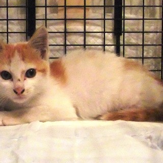 【家族が決まりました、ありがとうございます】　