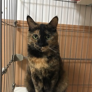 触れないチョコちゃん☆メス