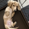 里親さん募集してます！！