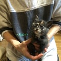 保護子猫ちゃん 里親さん募集