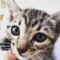 4月8日生まれ2ヶ月のメス猫