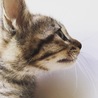 4月8日生まれ2ヶ月のメス猫 サムネイル2