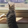 4月8日生まれ2ヶ月のメス猫 サムネイル4