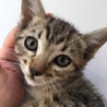 4月8日生まれ2ヶ月のメス猫 サムネイル3