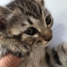 4月8日生まれ2ヶ月のメス猫 サムネイル5