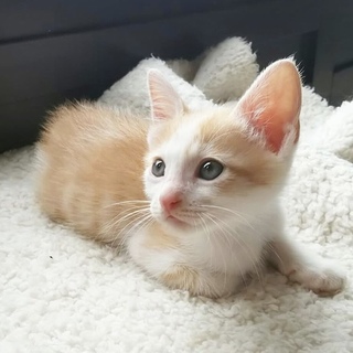 ホームステイ可★茶トラオス【保護子猫】