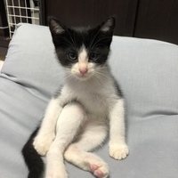 クロマメ