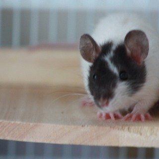 ファンシーラット