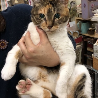 【島根県発】美猫三毛の飼い主さん募集