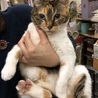 【島根県発】美猫三毛の飼い主さん募集 サムネイル1