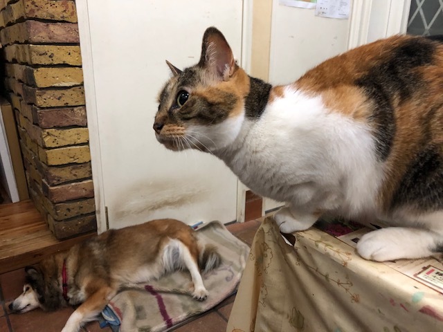 【島根県発】美猫三毛の飼い主さん募集 サムネイル2