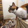 【島根県発】美猫三毛の飼い主さん募集 サムネイル2