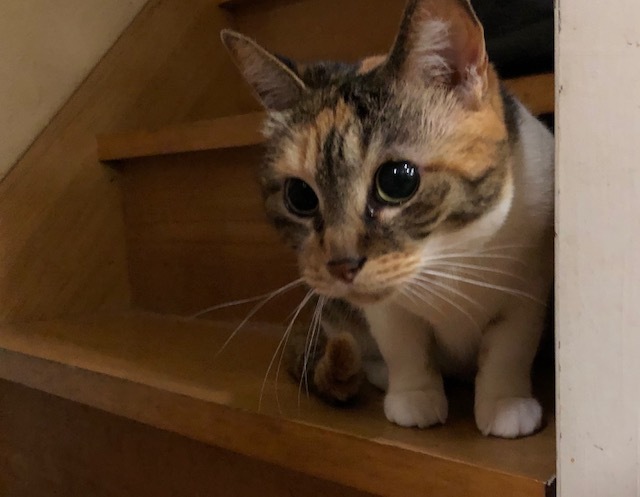 【島根県発】美猫三毛の飼い主さん募集 サムネイル3