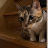 【島根県発】美猫三毛の飼い主さん募集 サムネイル3