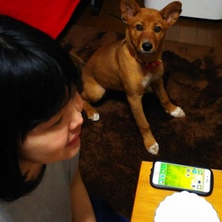 「今日から家の子(*^▽^*)」サムネイル1