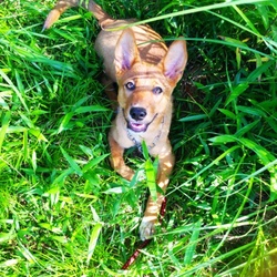 「今日から家の子(*^▽^*)」サムネイル2