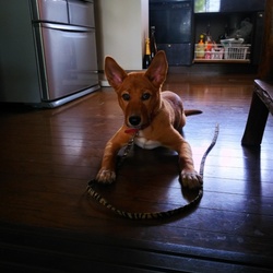 「今日から家の子(*^▽^*)」サムネイル3