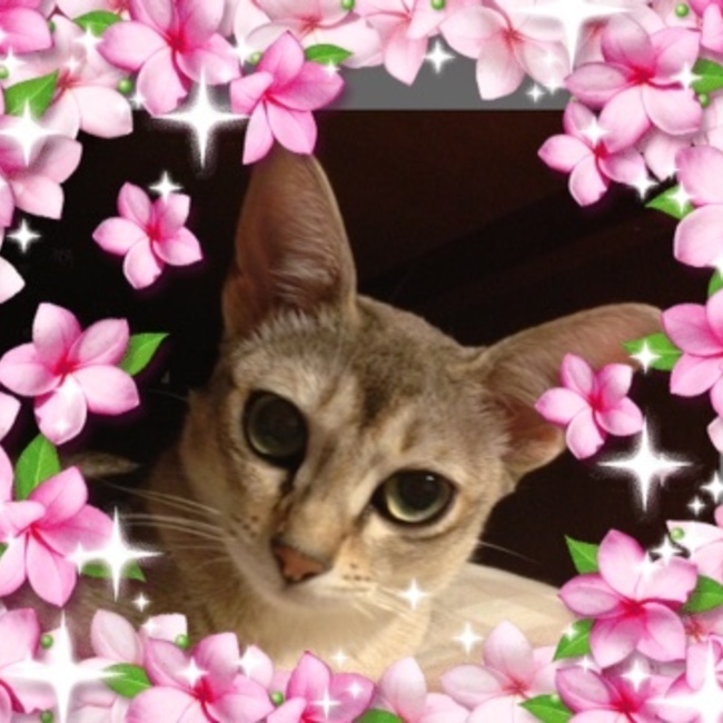 makitanのカバー写真