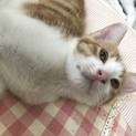 全て里親が決まりました