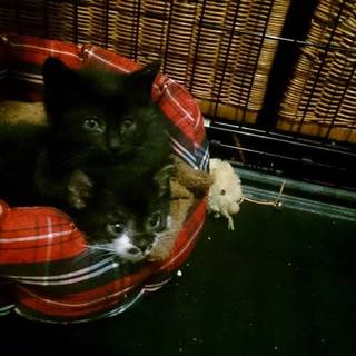 のりちゃん（♀）たまちゃん（♀）２ヶ月の仲良し姉妹