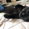 ハンざわ