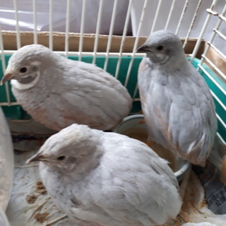 姫うずらの雄、差し上げます