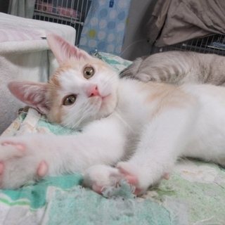 甘々！パステル茶白「アトム」オス　２か月