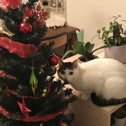 「コユキちゃん」サムネイル1