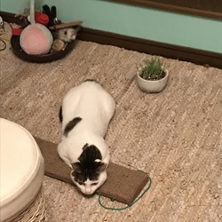 「コユキちゃん」サムネイル2