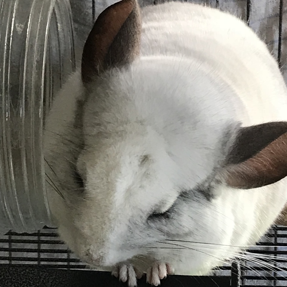 うさぴょんのカバー写真