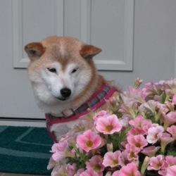 我が家のお散歩事情②٩(๑´0`๑)۶