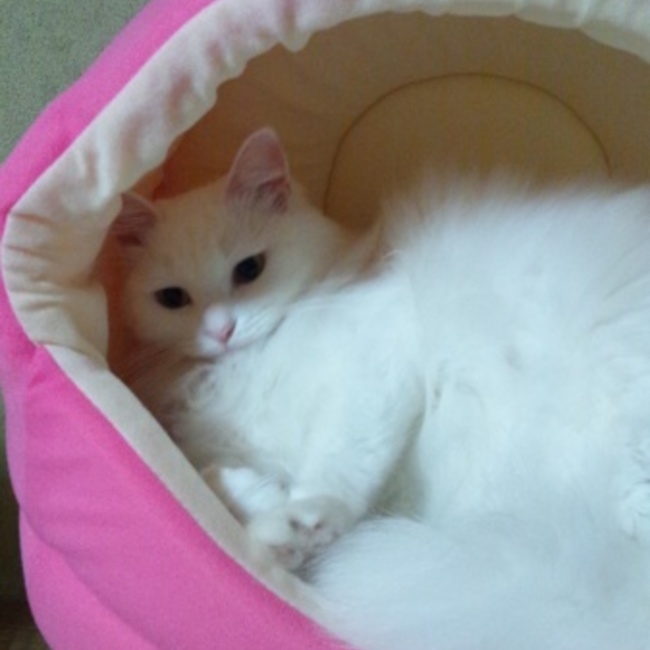 ちろ&チョコのカバー写真