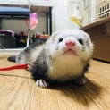 １歳くらいのフェレット 男の子