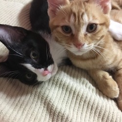 子猫ちゃん4匹拾いました！