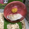 MASA１０３１ さん