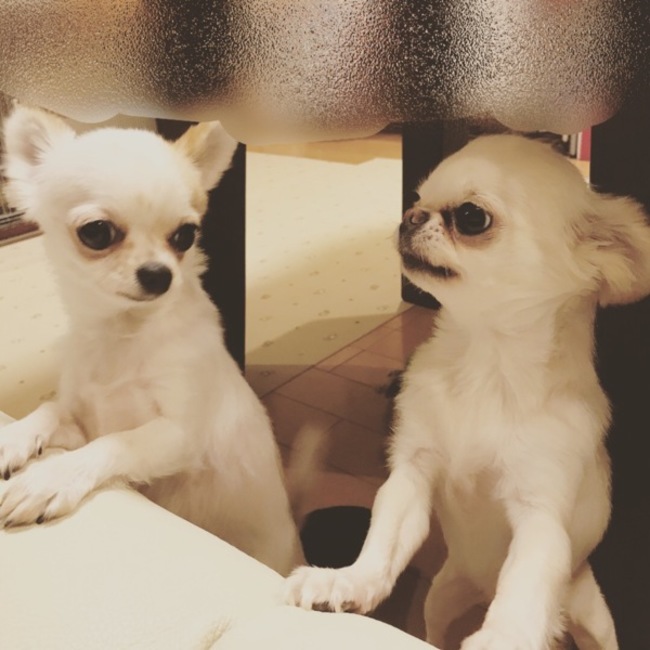 さっぽん26のカバー写真