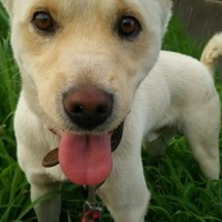 犬太郎(けんたろう)