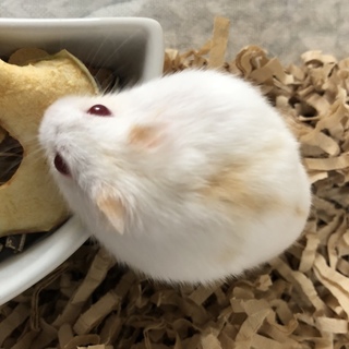 アルビノクリーミーラインジャンガリアンハムスター