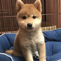 まめ太