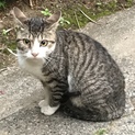 お庭に遊びに来ていた猫ちゃん里親募集！