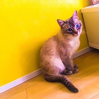 おろし