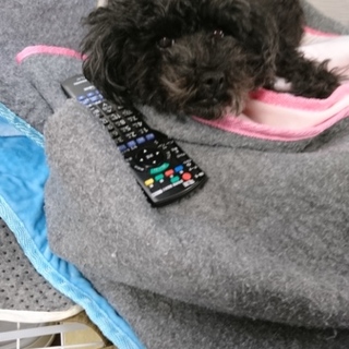 トイプードル♂５歳