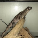 ツナギトゲオイグアナ 里親募集