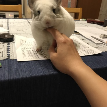 の写真