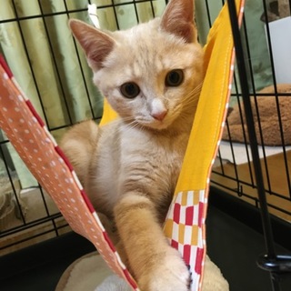 アメショ柄の温厚な男の子です
