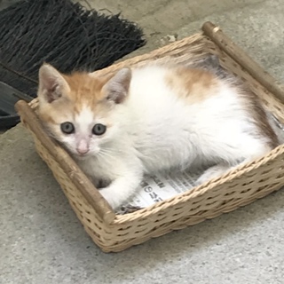 人懐っこい甘えん坊な子猫