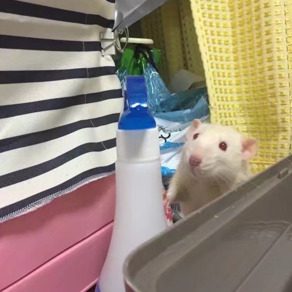 すしのカバー写真