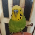 セキセイインコ2歳です！交渉中です
