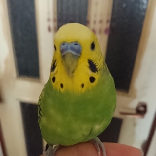 セキセイインコ2歳です！交渉中です