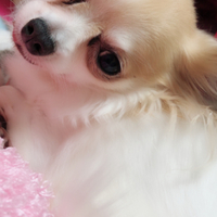 くーちゃん(来未)